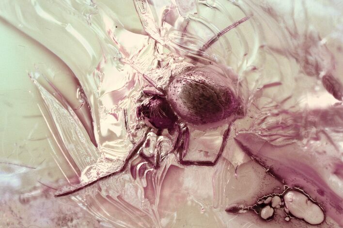 Detailed Fossil Spider (Araneae) In Baltic Amber #325432